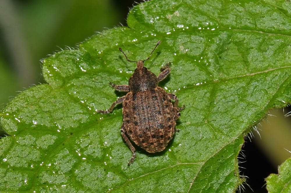 Neoglanis ovalis? no. Donus salviae (Curculionidae)